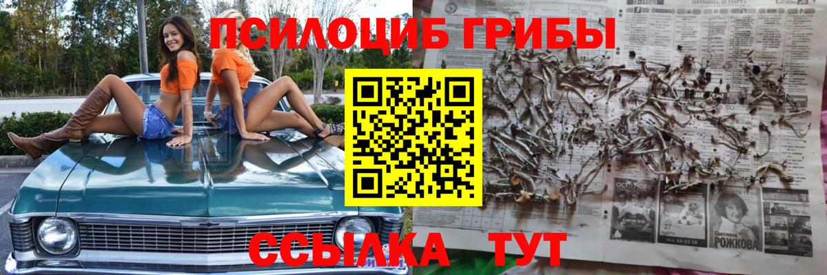 Северобайкальск  Псилоцибиновые грибы Psilocybine cubensis  Вход с VPN 
